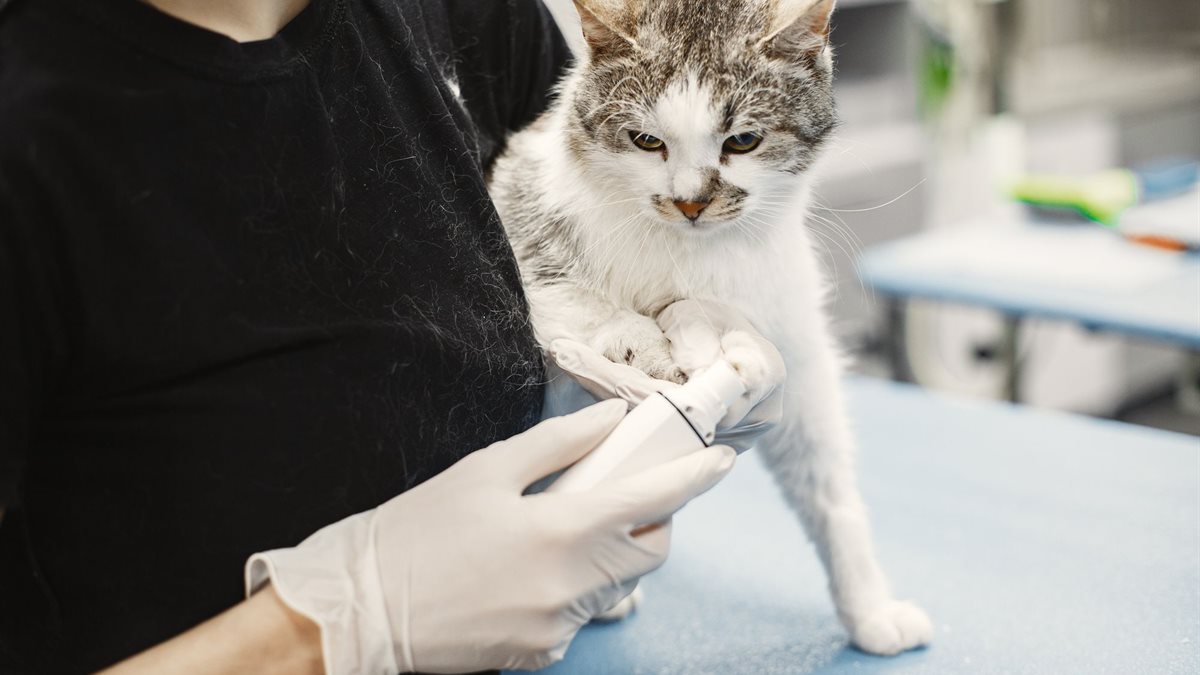 A vet nurse in gloves holding a tabby cat during a check-up on a clinic table