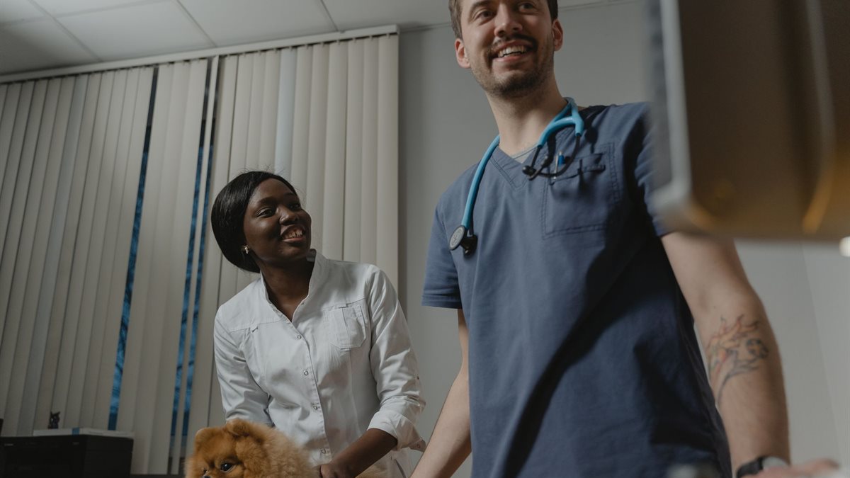 Two veterinarians examining a small dog on a consulting table in an Australian vet clinic
