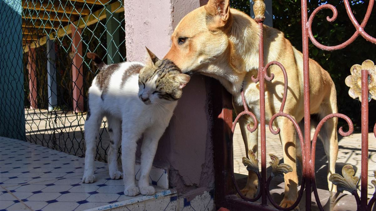 A dog and a cat sitting together outdoors in the sun