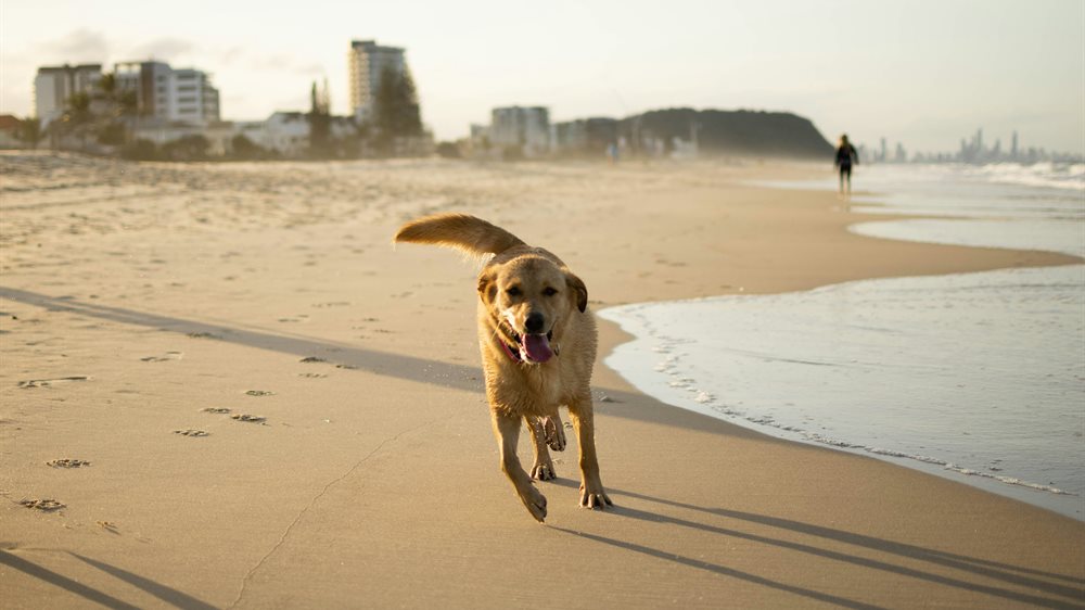 A Labrador running across open ground with a stick
