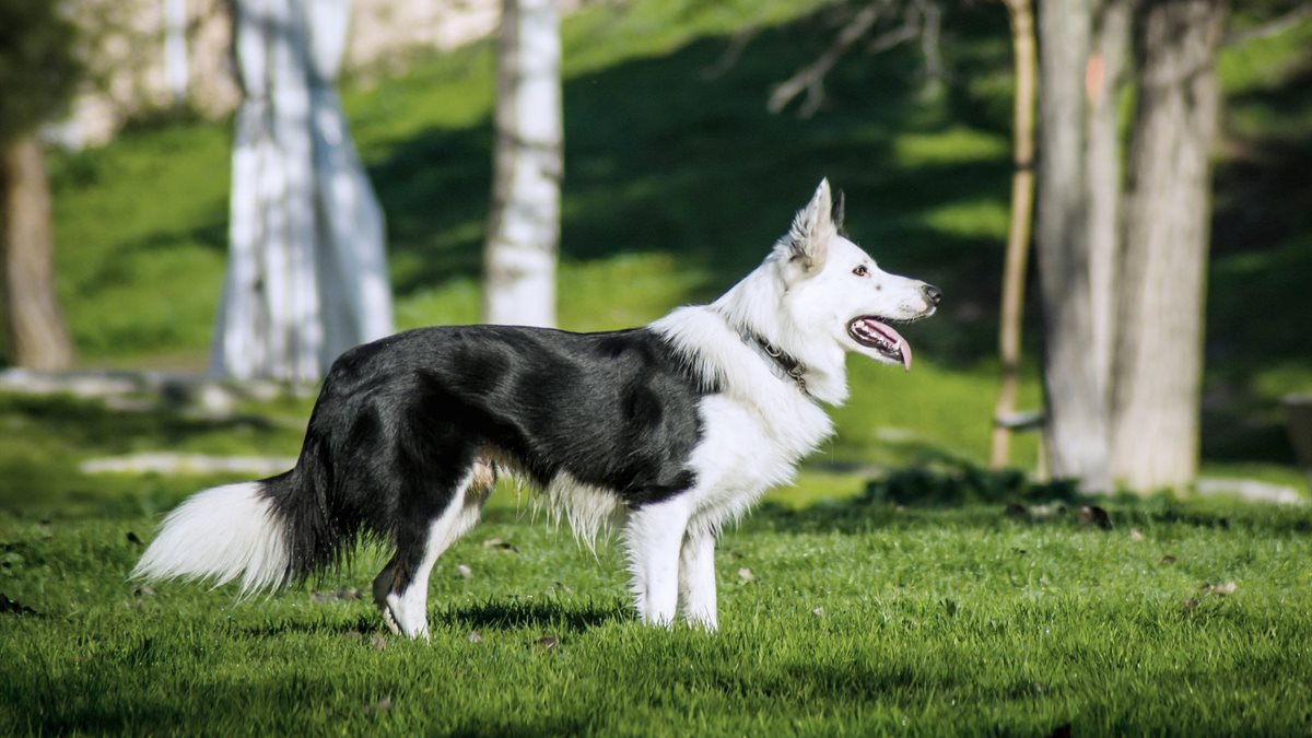 A black and white Border Collie standing alert on grass in a park with trees behind