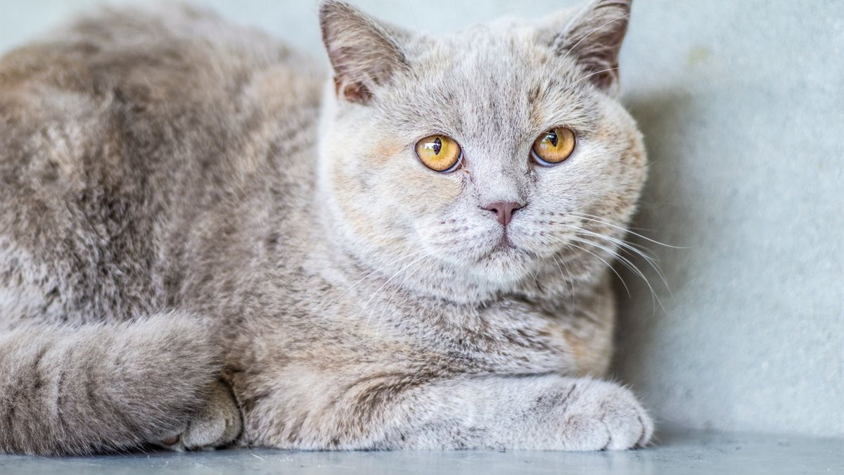A grey British Shorthair cat with round face and amber eyes sitting indoors