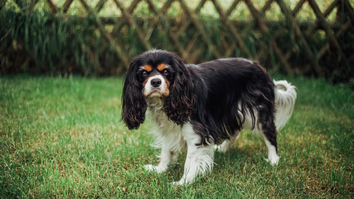 A tricolour Cavalier King Charles Spaniel standing on grass beside a wooden fence
