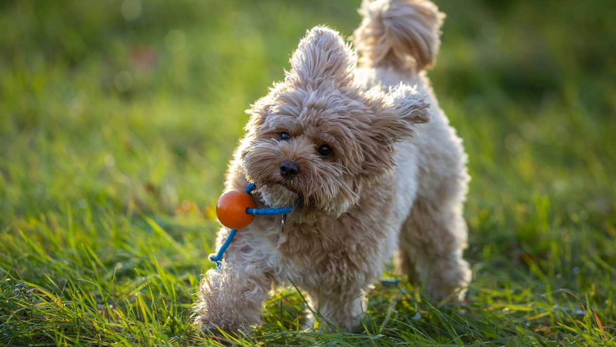A Cavoodle with a curly apricot coat carrying a ball across a sunlit grassy field