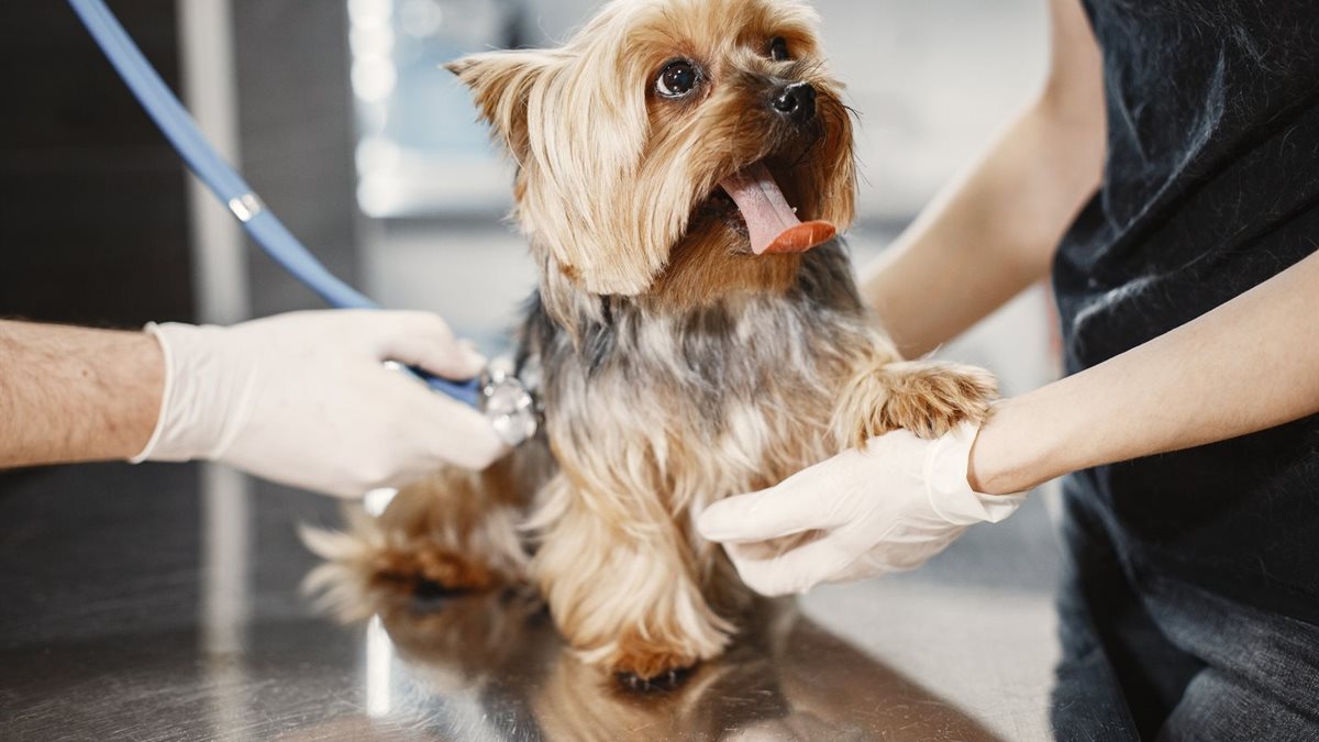 A small terrier being checked over by a vet during a routine appointment