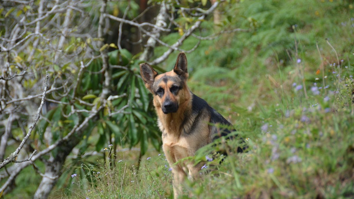 A German Shepherd sitting alert among green foliage and ferns outdoors