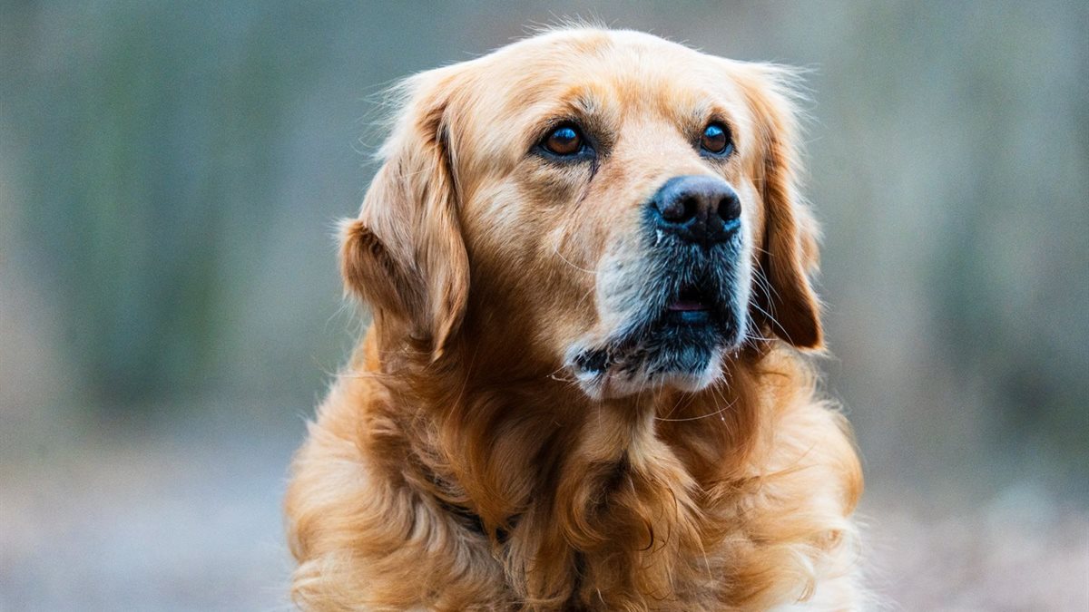 A Golden Retriever looking towards the camera in an outdoor setting
