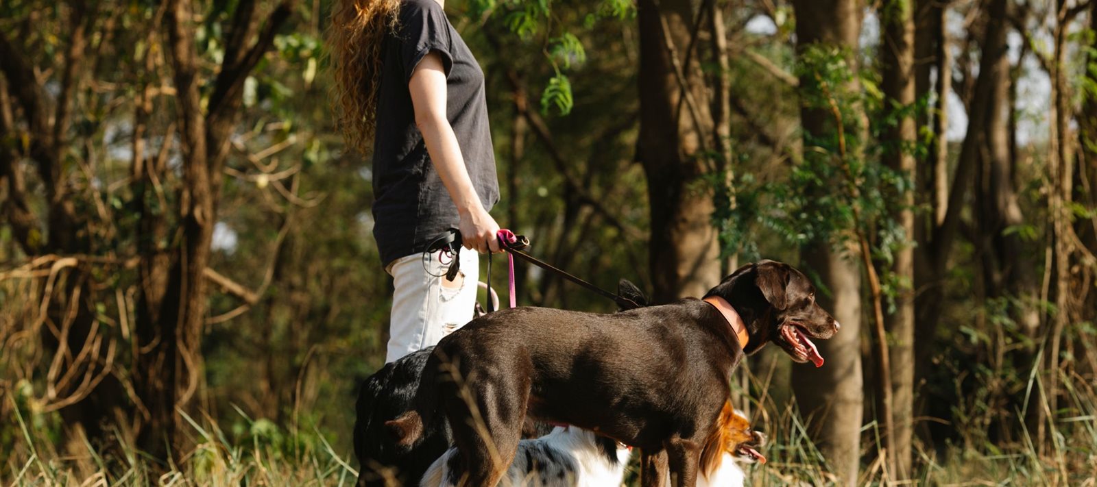 A dog owner walking three dogs on leads along a bush track on a sunny afternoon