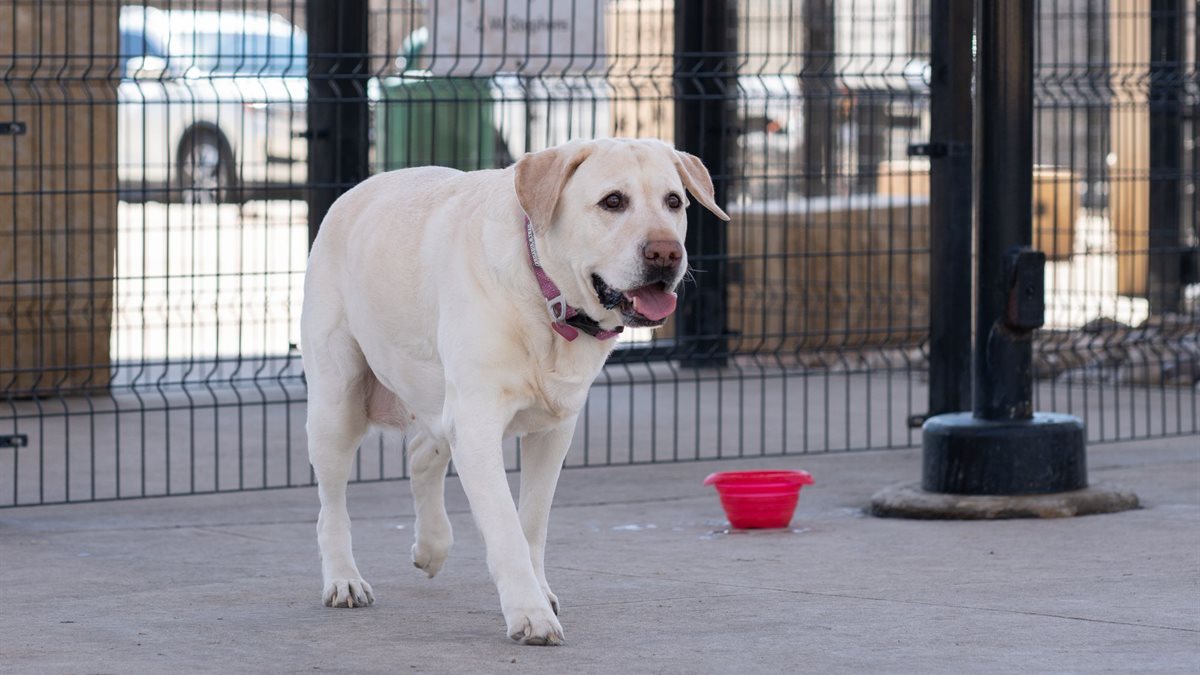 A Labrador Retriever walking outdoors alongside a fence