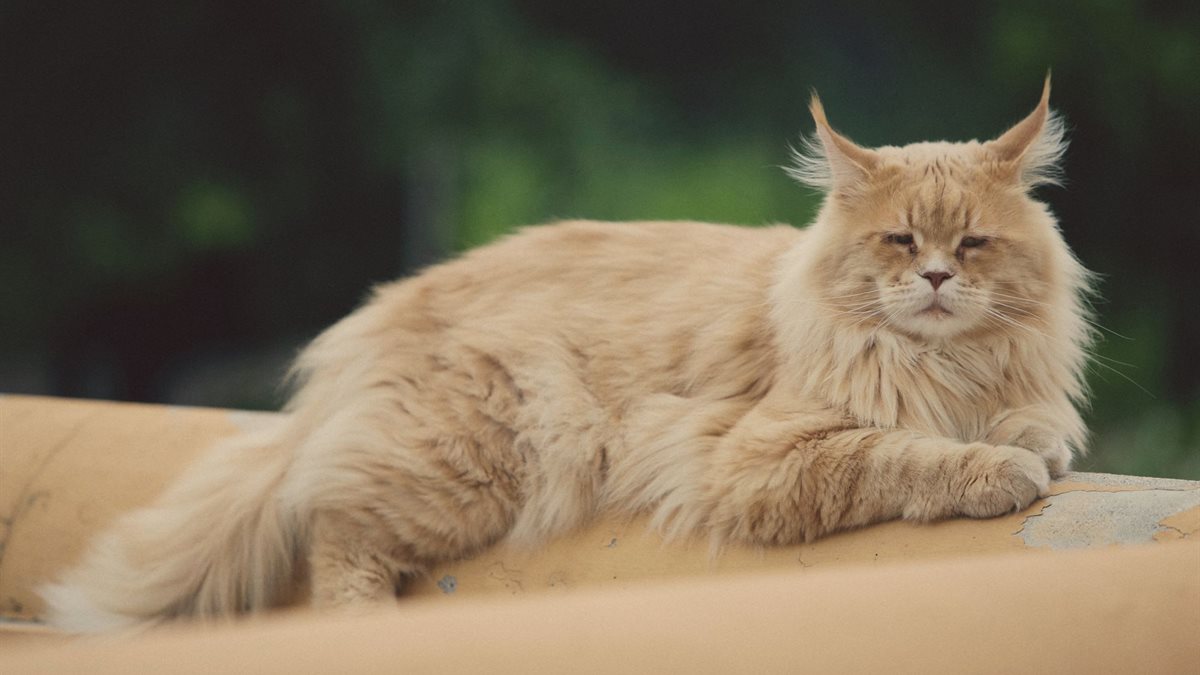 A large fluffy Maine Coon cat resting outdoors