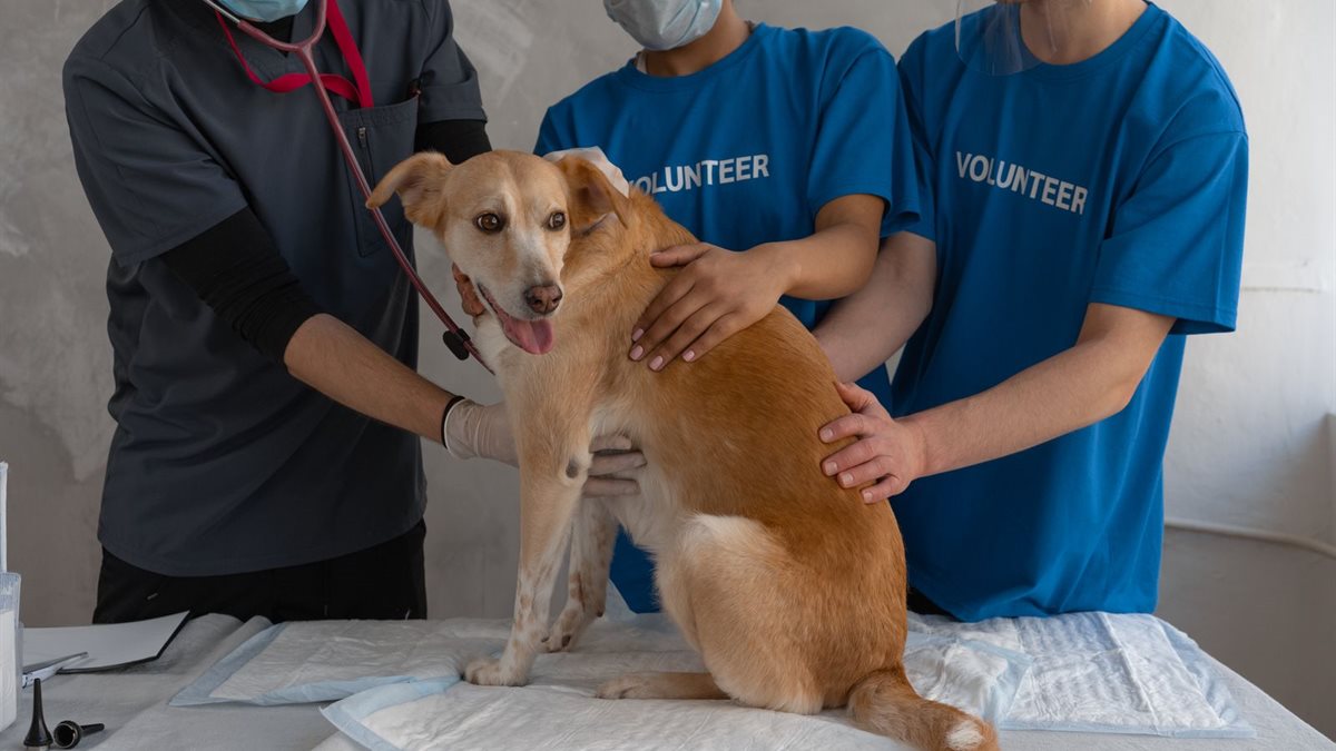 A veterinarian and a veterinary nurse caring for a dog during a check-up