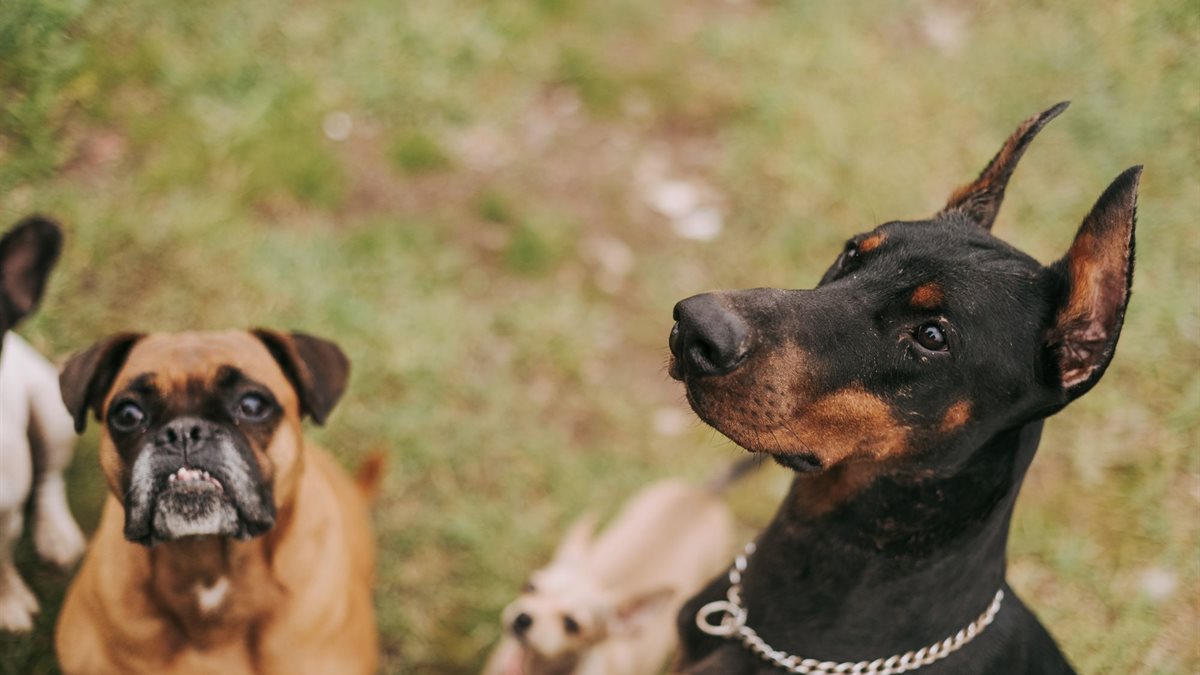 A group of dogs of different breeds standing together outdoors