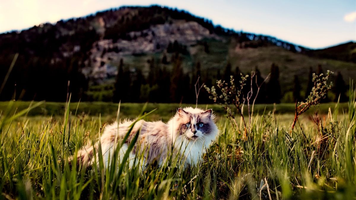 A Ragdoll cat with blue eyes walking through a grassy outdoor setting